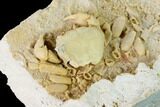 Fossil Crab (Potamon) Preserved in Travertine - Turkey #145057-3